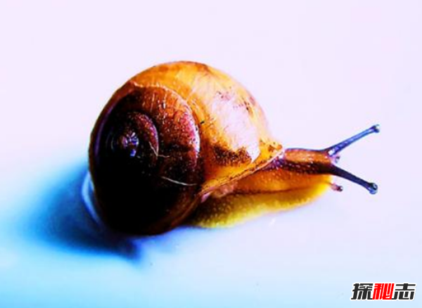 蜗牛是爬得最慢?盘点世界上十大最慢的动物