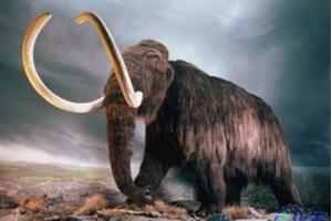 揭秘猛犸象灭绝之谜，自然灾难导致灭绝(世界上最大的象)