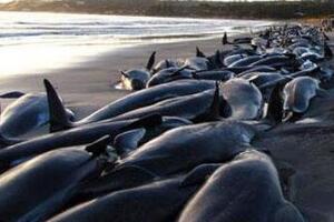 巨鲸集体自杀之谜，千头巨鲸搁浅沙滩一心寻死/找死亡快感